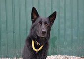 В Уссурийске грабителей разыскала полицейская собака по кличке Опал