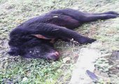 В Лесозаводске полицейские застрелили медведя