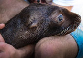 В интернете собирают подписи за закрытие Приморского океанариума.