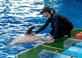 Директор Приморского океанариума считает, что дельфинов отравили