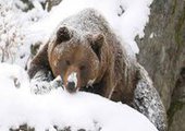 Медведь пугает жителей посёлка в Приморье