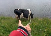 В пригороде Владивостока корова верёвкой задушила 13-летнего подростка