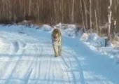 В Приморье тигр выходит на дорогу, преграждая автомобилистам путь