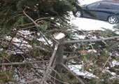 Во Владивостоке неизвестные варварски спилили хвойные деревья