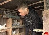 Самому молодому голубеводу Уссурийского округа всего 13 лет