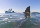 Мэрия Владивостока опасается нападения акул на отдыхающих