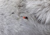 В Лесозаводске неизвестные отстреливают животных