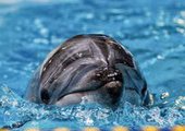 В Приморском океанариуме умерло очередное животные и директор подал в отставку