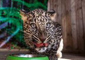 В зоопарке Уссурийска леопард напал на 2-летнего ребёнка