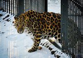 Руководство уссурийского зоопарка будет допрошено после нападения леопарда на малыша