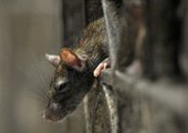 В Приморье крысы разносят геморрагическую лихорадку