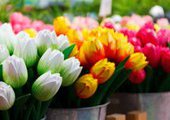 Опубликован полный список мест во Владивостоке, где можно будет торговать цветами на 8 марта