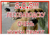 Жители Лесозаводска устали от бродячих собак и просят построить приют