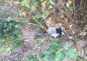 В Уссурийске массово гибнут птицы
