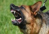 Во Владивостоке застрелили собаку защищавшую хозяйку от медиков