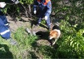В Спасске-Дальнем сотрудники МЧС спасли собаку из западни