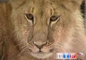 Во Владивостокском зоопарке теперь живет лев
