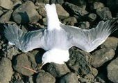 Приморские птицы погибают от японской радиации