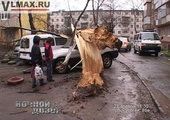 Дерево во Владивостоке придавило пять машин