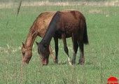 В Уссурийском округе начались кражи чистокровных лошадей