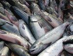 Специалисты выясняют причины массовой гибели рыбы в Приморье