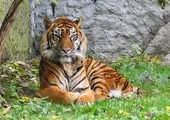 Специалисты за месяц снабдили спутниковыми ошейниками 4 амурских тигров