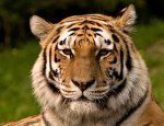 Неизвестные похитили фотоловушки на тигров в заповеднике Приморья