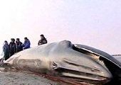 Под Находкой выбросился на берег пятиметровый кит