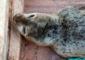 Строители моста на Русский спасли раненого детеныша тюленя