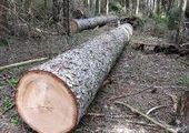 Браконьерские рубки в Приморье в разы превосходят объемы легальных заготовок древесины.