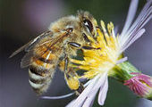 На территории Уссурийского округа выявлено заболевание пчёл
