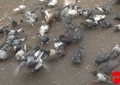 Уссурийцы ловят голубей на еду