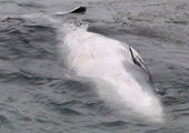 Один и тот же кит выбрасывался на берега Приморья три раза