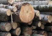 Лесопромышленников Приморья дают экологам пустые обещания