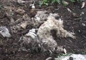 В Приморье обнаружено нелегальное кладбище животных