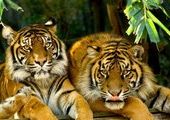 Губернатор Приморья пообещал подарить Иркутску на 350-летие двух амурских тигров