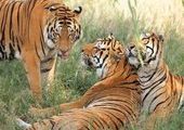 Эксперты не понимают, где губернатор Приморья найдет тигров для подарка на юбилей Иркутска