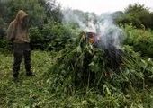 В Приморье набирает обороты операция «Мак»: уничтожено 23 тонны наркорастений