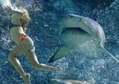 Новое нападение акулы на человека в Приморье