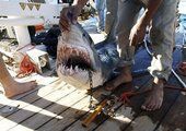 Специалисты готовятся к поимке акулы-людоеда в Приморье