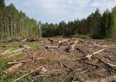 Время пионерного освоения девственных лесов Приморья закончено