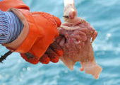 Акул в Приморье будут ловить на свежее мясо и потроха