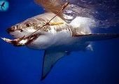Для ловли акул у приморских специалистов нет ни опыта, ни денег