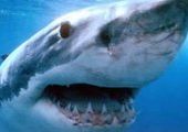 Третье нападение акулы на человека в водах Приморья