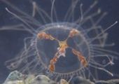Где опасаться медуз-крестовиков?