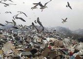 Во Владивостоке спекулируют на мусоре