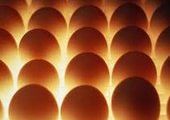 В Уссурийске уничтожили крупную партию несвежих куриных яиц