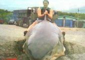 Рыбаки поймали акулу-людоеда в Приморье