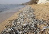 Сотни рыб выбросились на берег у мыса Кунгасный во Владивостоке