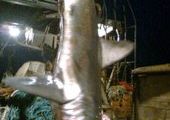 В приморье поймали 2-х метровую акулу